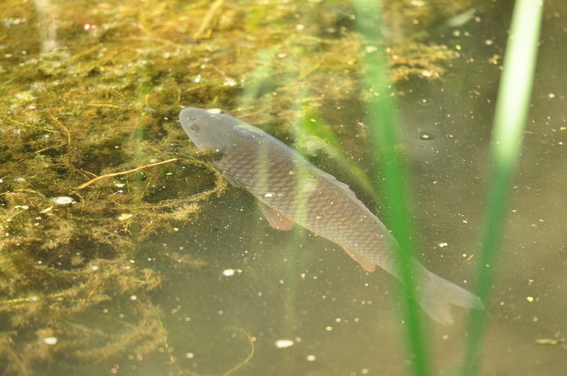 E questo? Cyprinus carpio